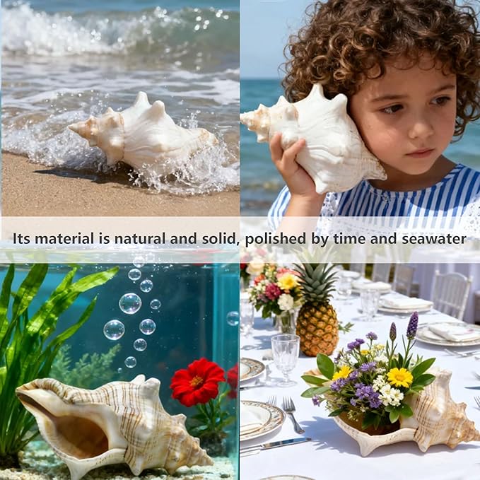 Giant Natural Conch Shell 6-8 Inches, Large Seashell for Vase Filler, Air Plants, Home Decor, Wedding and Beach Theme Party Decoration, Aquarium Accessories
