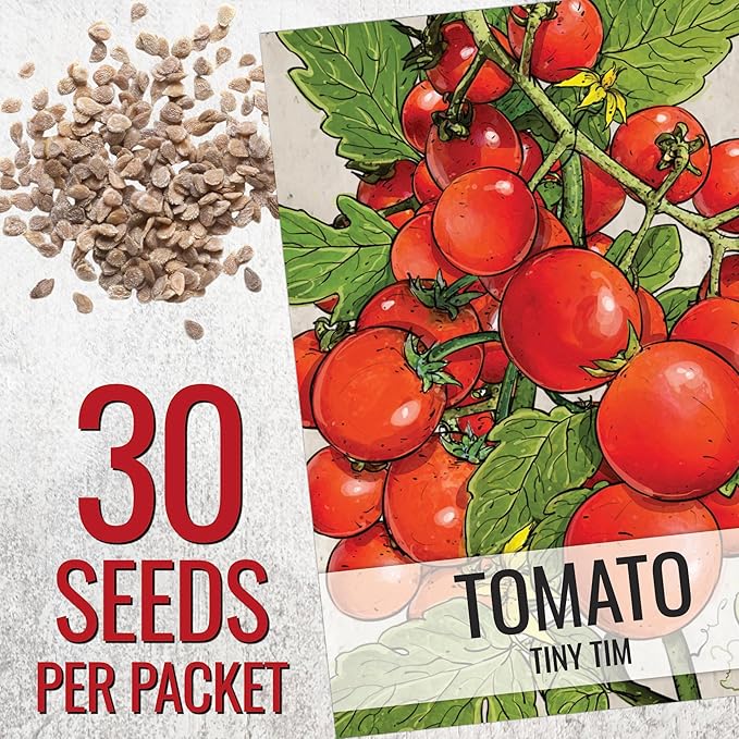 Seed Needs Dwarf Cherry Tomato Seeds for Planting Tiny Tim Tomatoes - Non-GMO Heirloom & Untreated Veggie Seed to Plant a Home Grown Outdoor Vegetable Garden (2 Packs)