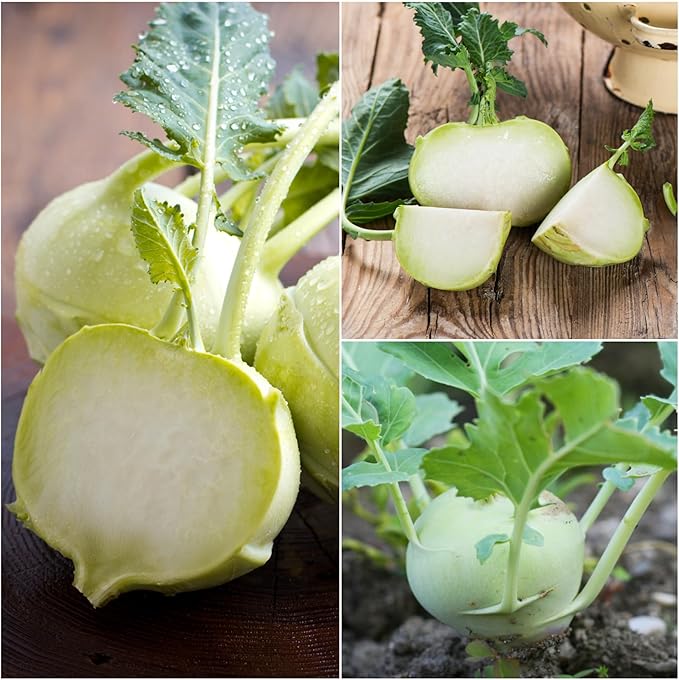 Seed Needs Kohlrabi Seeds for Planting Purple Vienna Kohlrabi Crops - Non-GMO Heirloom & Untreated Vegetable Seed to Plant an Outdoor Home Grown Veggie Garden (White Kohlrabi, 5 Packs (2,500 Seeds))