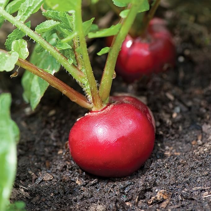 Burpee Organic Cherry Belle Radish Seeds - Fast, Classic Round Radish