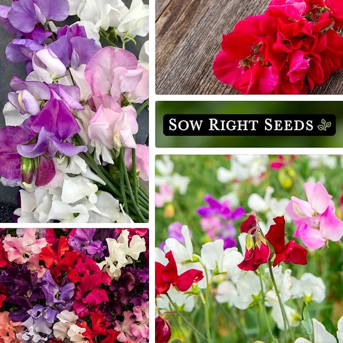 Sow Right Seeds - Mammoth Mix Sweet Pea Seeds for Planting - Beautiful Flowers to Plant in Your Garden - Non-GMO Heirloom Packet - Fragrant Colorful Blooms for Bouquets - Wonderful Gardening Gift (2)