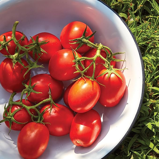 Burpee 'Roma' Organic Tomato Seeds - Non-GMO, Determinate, Organic, Paste Tomato, 500mg Seed Packet for Home Gardening