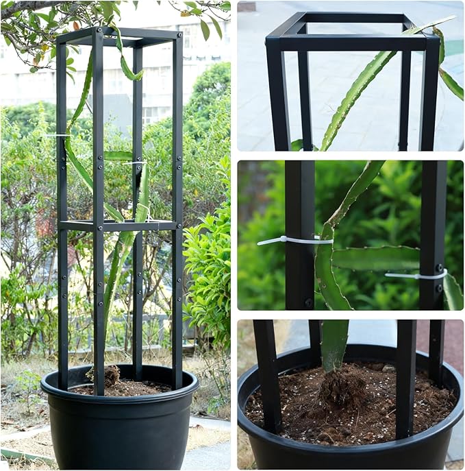 48x12 Inches Dragon Fruit Trellis for Climbing Plants - Premium Quality Metal Support Stand, Weather-Resistant & Durable for Gardeners and Plant Enthusiasts