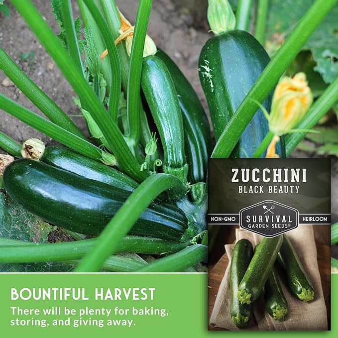 Survival Garden Seeds - Black Beauty Zucchini Seed for Planting -2 Packs with Instructions to Plant & Grow Dark Green Summer Squash Plants in Your Home Vegetable Garden - Non-GMO Heirloom Variety