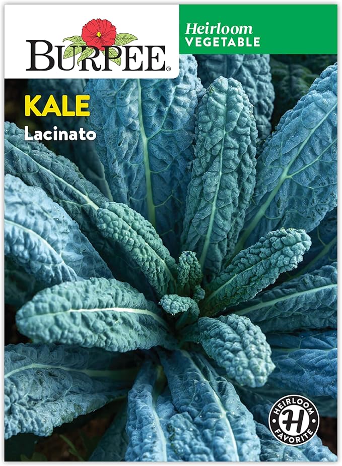 Burpee Lacinato Kale Seeds (Dinosaur Kale) - Heirloom, Tuscan Black Kale