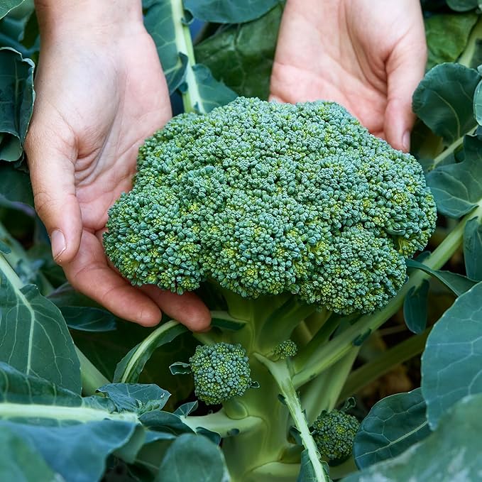 Burpee Sun King Hybrid Broccoli Seeds - Heat-Tolerant, High-Yield Hybrid