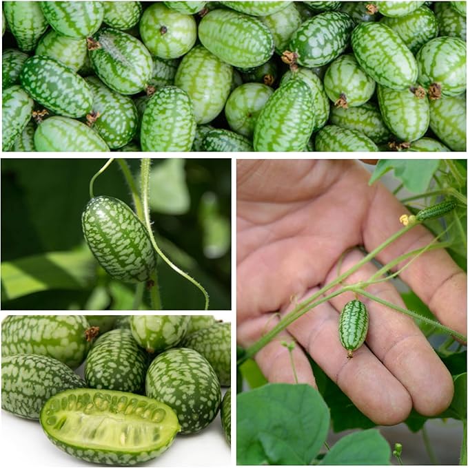 Seed Needs Cucamelon Seeds for Planting Mexican Sour Gherkin Miniature Mouse Melons - Non-GMO Heirloom & Untreated - Grow a Home Grown Indoor Outdoor Vegetable Garden (5 Packs)