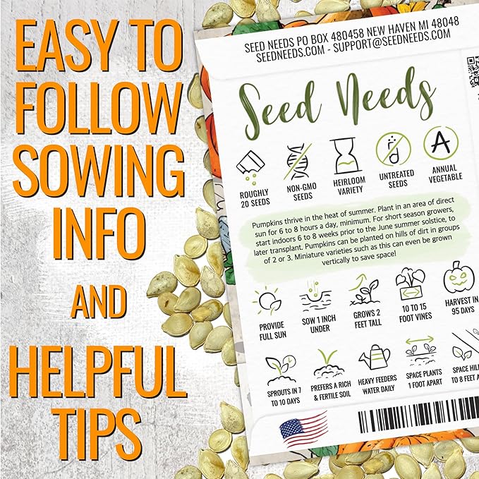 Seed Needs Pumpkin Seeds for Planting a Collection of Mini Pumpkins - Non-GMO Heirloom & Untreated Pumpkin Seed to Plant an Outdoor Pumpkin Patch - Baby Boo & Jack Be Little