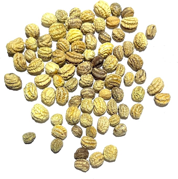 Seed Needs Nasturtium Seeds for Planting Double Gleam Nasturtiums - Non-GMO Heirloom & Untreated Flower Seed to Plant and Grow a Home Grown Edible Wildflower Garden