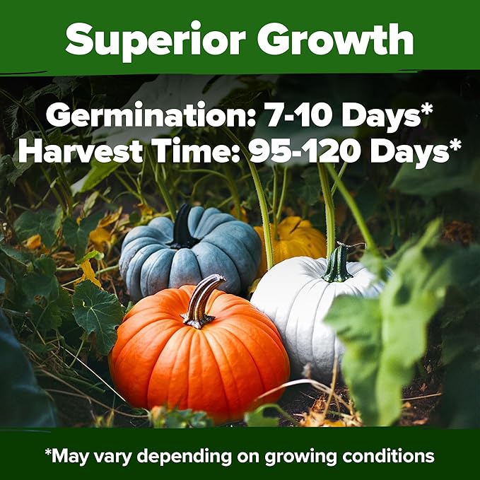 HOME GROWN Pumpkin Seeds for Planting - 5 Variety Mix - 40 Seeds - Heirloom Non GMO USA - Vegetable Garden - Edible & Jack O Lanterns - Connecticut Field Blue White Mini - Autumn Harvest