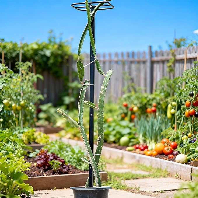 63" Metal Dragon Fruit Trellis – Durable Outdoor Garden Support for Climbing Plants, Easy Assembly Vertical Structure, Ideal for Dragon Fruit Growers