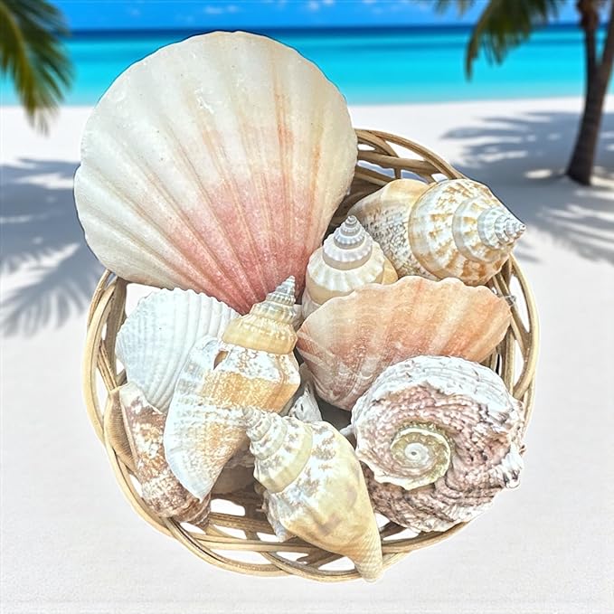 Seashell Basket Decor Set – 21 Natural SEA Shells in 3” Handwoven Basket + Free Decorative Stone Gift – Coastal Centerpiece for Beach Weddings, Baby Showers & Coastal Home Decor