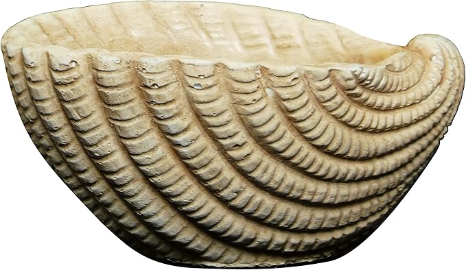 Classic Home and Garden Cement Seashell Planter, Cute Desk Decoration or Gift – Shell Planter w Drain Plug – Succulent Plant Pot for Indoor/Outdoor Beach Décor