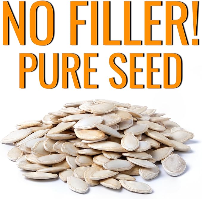Seed Needs Connecticut Field Pumpkin Seeds for Planting | 1 Ounce Cucurbita Pepo Heirloom Vegetable Seeds Non GMO | American Field Favorite Carving Pumpkin | Bulk