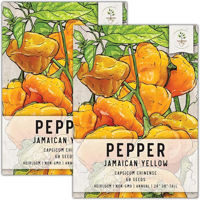 Seed Needs Hot Pepper Seeds for Planting Jamaican Yellow Chile Peppers - Non-GMO Heirloom & Untreated Vegetable Seed to Plant an Outdoor Home Grown Veggie Garden (2 Packs)