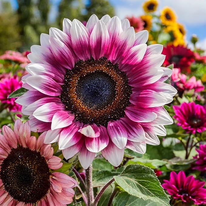 50pcs Rare Strawberry Pink Sunflower Seeds - Non-GMO Heirloom Variety for Your Unique Garden