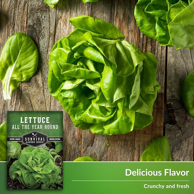 All The Year Round Lettuce Seeds for Planting – Slow-Bolting Butterhead Variety for Cool and Moderate Climates – Reliable Year-Round Harvest – Heirloom Non-GMO – Survival Garden Seeds (5 Packs)