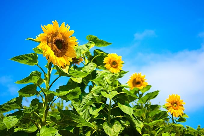 Mammoth Sunflower Seeds for Planting - Grow Giant Sun Flowers in Your Garden - 50 Non GMO Heirloom Seeds - Full Planting Instructions for Easy Grow - Great Gardening Gifts (3 Packets)