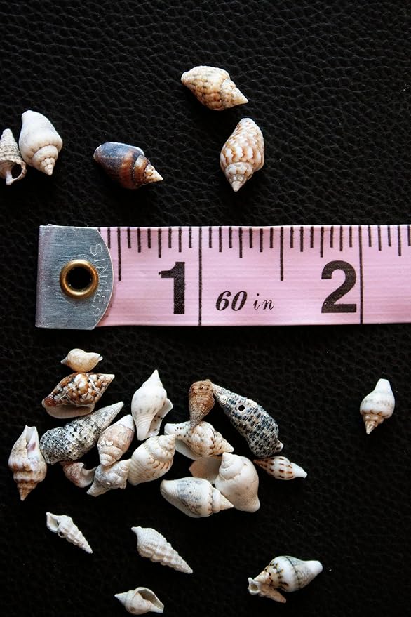 Small Seashells, Miniature Conch Shells, Tiny Sea Shell for Zen Garden, Terrarium or Fairy Garden Beach, Summer Tiny Shell Craft, Craft Making (100CS)