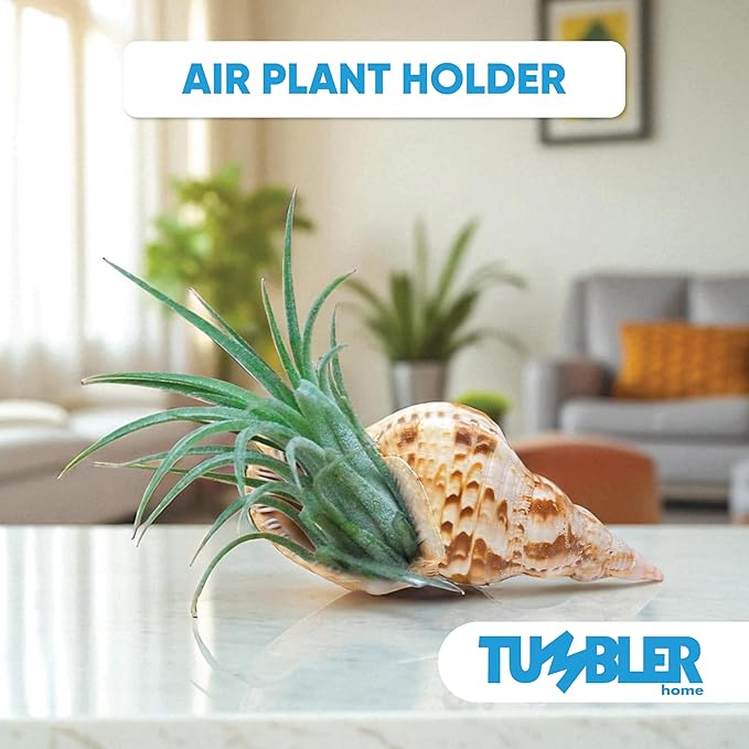 Tumbler Home Large Conch Sea Shells for Decorating or Fish Tank, Coastal & Nautical Decor, Air Plant Holder, Aquarium Ornaments, Big Sea Shell, Decorative Seashells, Beach Party Decor (Triton)