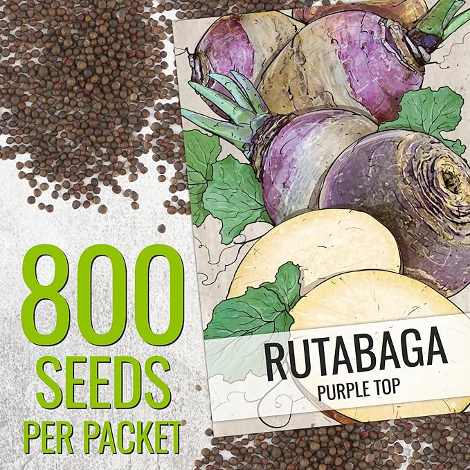 Seed Needs Rutabaga Seeds for Planting Purple Top Rutabagas - Non-GMO Heirloom & Open Pollinated Vegetable Seeds to Plant an Outdoor Home Grown Veggie Garden (5 Packs)