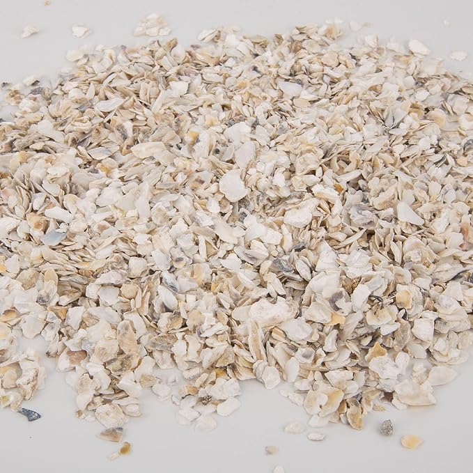 QEQEKAKA Crushed Oyster Shells About 2LB (880g/31OZ) Contains Calcium Small Natural Crushed Shells Bulk