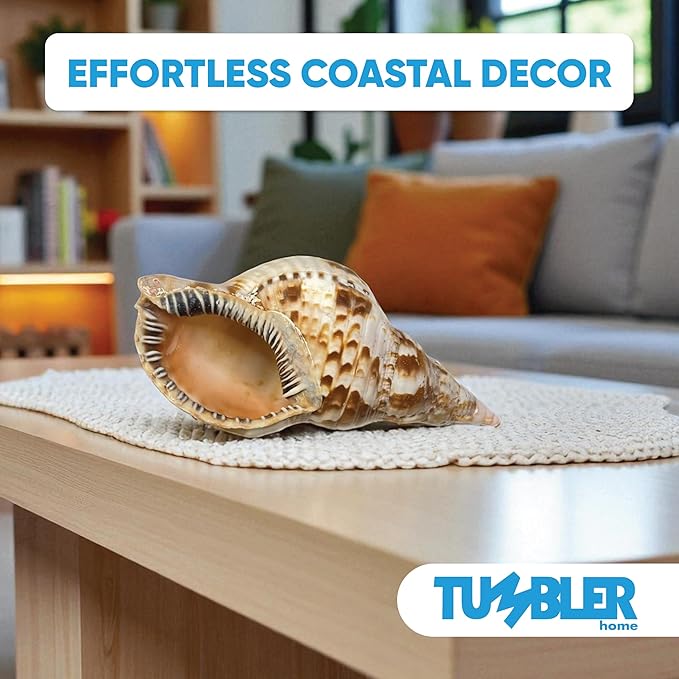 Tumbler Home Large Conch Sea Shells for Decorating or Fish Tank, Coastal & Nautical Decor, Air Plant Holder, Aquarium Ornaments, Big Sea Shell, Decorative Seashells, Beach Party Decor (Triton)