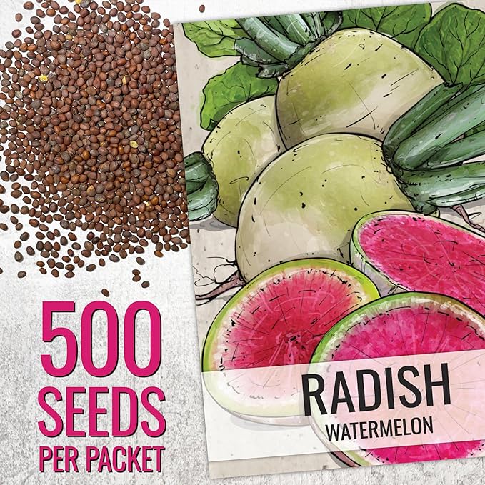 Seed Needs Radish Seeds for Planting Watermelon Radishes - Non-GMO Heirloom & Untreated - Grow a Home Grown Vegetable Garden - Cool Weather Crops (1 Pack)