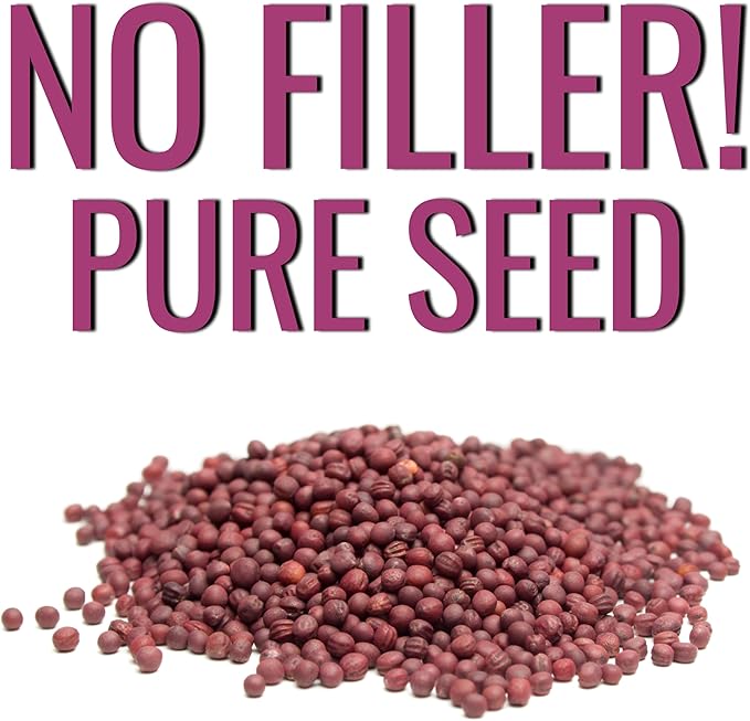 Seed Needs Turnip Seeds for Planting Purple Top White Globe Turnips - Non-GMO Heirloom & Untreated Vegetable Seed to Plant & Grow an Outdoor Home Grown Veggie Garden (1 Pack)