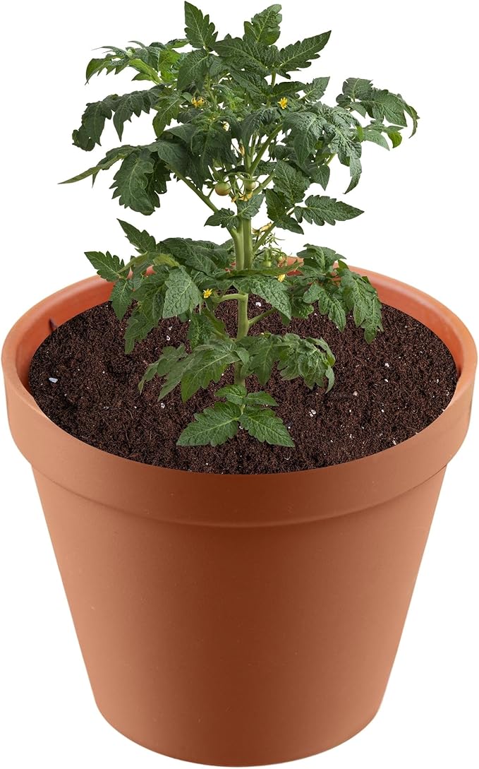 Premium Potting Soil for Indoor Plants, Outdoor Gardens, Vegetables – Ideal Planting Soil, Tropical Mix and Garden Soil Half Quart