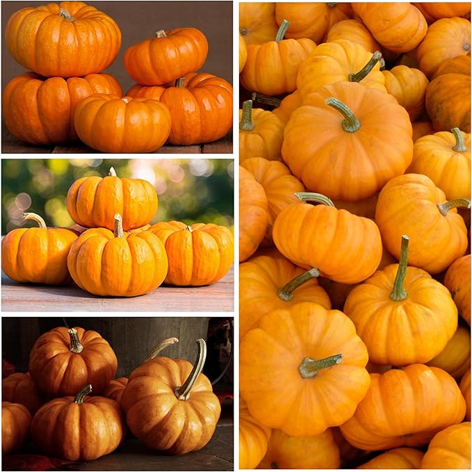 Seed Needs Pumpkin Seeds for Planting a Collection of Mini Pumpkins - Non-GMO Heirloom & Untreated Pumpkin Seed to Plant an Outdoor Pumpkin Patch - Baby Boo & Jack Be Little