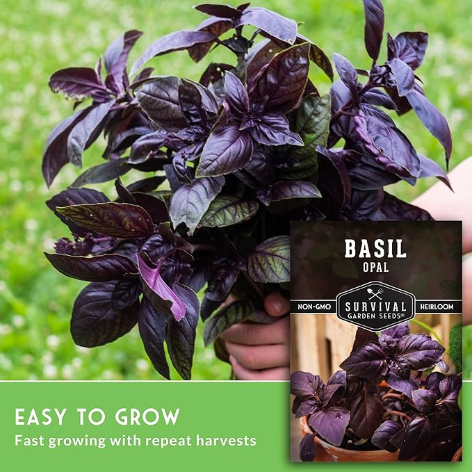 Opal Basil Seeds for Planting - Dark Opal Basil with Purple Leaves - Unique Herb Seed Variety - Heirloom, Non-GMO Herbs for Home Gardens - Survival Garden Seeds (1 Pack)
