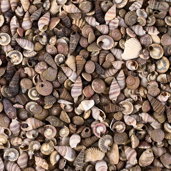 Super Z Outlet Tiny Miniature Fairy Garden Beach Critter Seashells Marine Life Collection for Art & Craft Project, Outdoor & Indoor Home Decoration, Party Favor, Invitation (4.5oz Bag, 500 Shell)