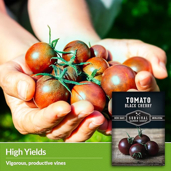 Black Cherry Tomato Seeds for Planting – Indeterminate Heirloom Non-GMO Variety – Grow High Yields of Deep Purple-Black Cherry Tomatoes with Sweet Rich Flavor – Survival Garden Seeds (2 Packs)
