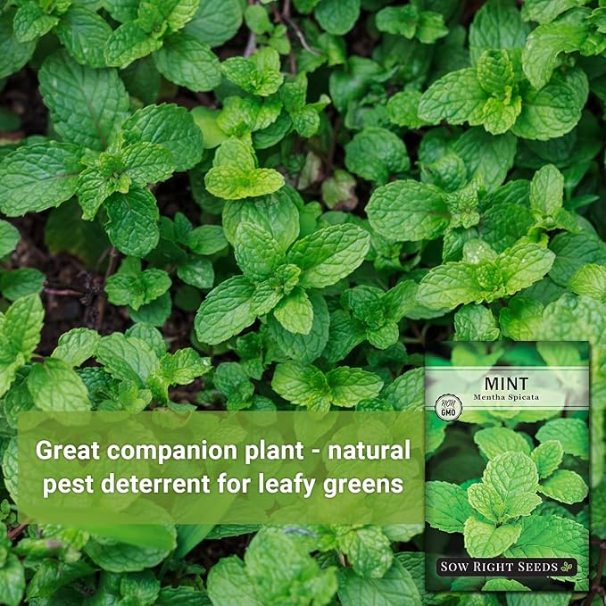 Sow Right Seeds - Mint Seed for Planting - Non-GMO Heirloom Packet with Instructions to Plant an Herbal Tea Garden - Indoors or Outdoor - Perennial and Fragrant - Hydroponics and Kitchen Gardening (4)