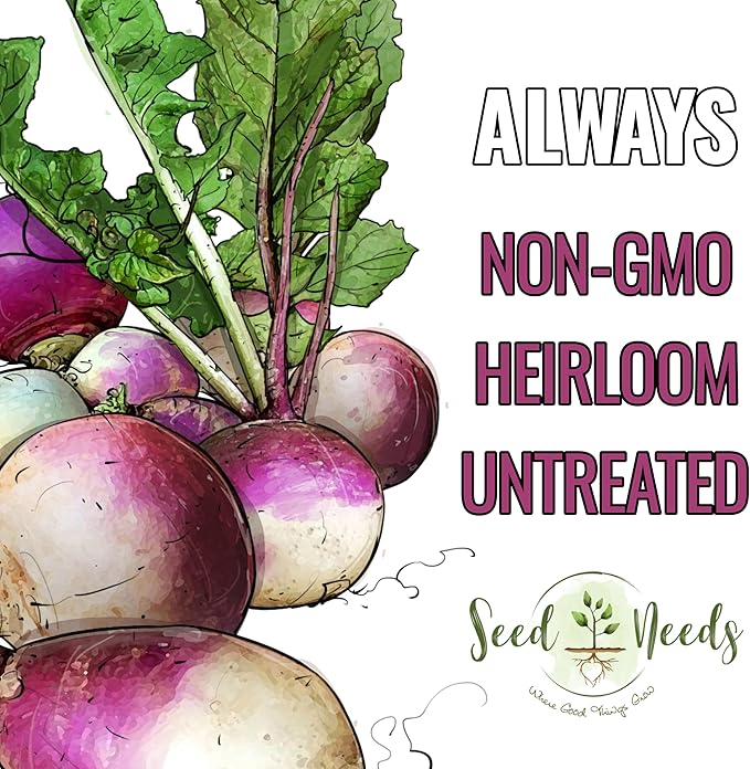 Seed Needs Turnip Seeds for Planting Purple Top White Globe Turnips - Non-GMO Heirloom & Untreated Vegetable Seed to Plant & Grow an Outdoor Home Grown Veggie Garden (1 Pack)