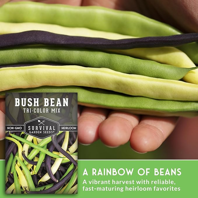 Survival Garden Seeds - Tri-Color Bean Seed for Planting - 5 Packs with Instructions to Plant and Grow Yellow, Purple, and Green Bush Beans in Your Home Vegetable Garden - Non-GMO Heirloom Variety