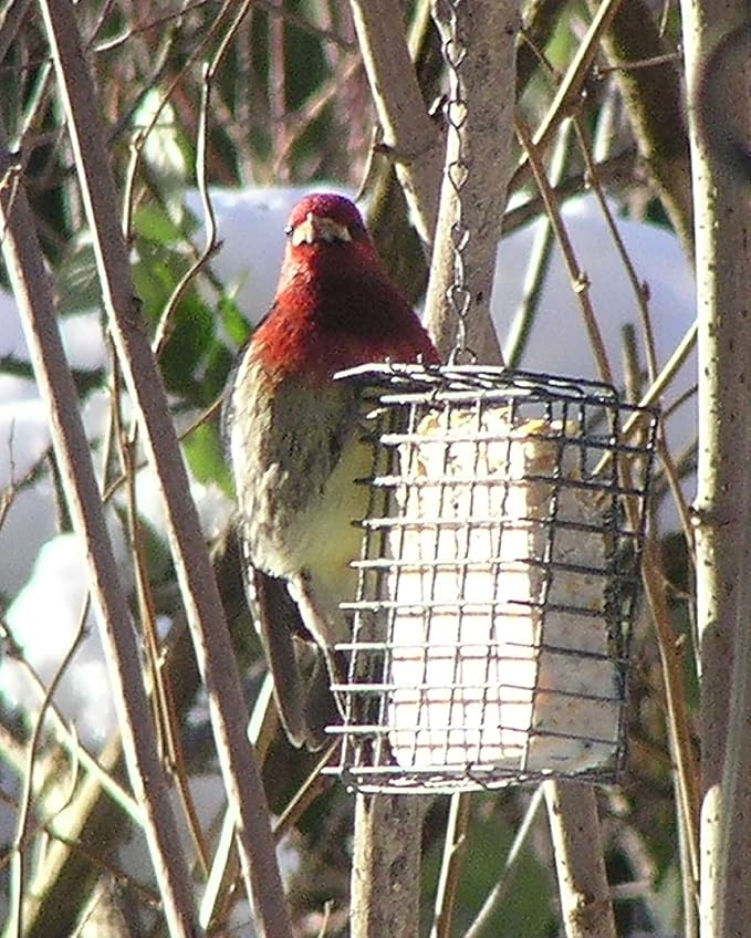 C&S Wild Bird Suet Basket, 1.5" D x 4.5" W x 5" H
