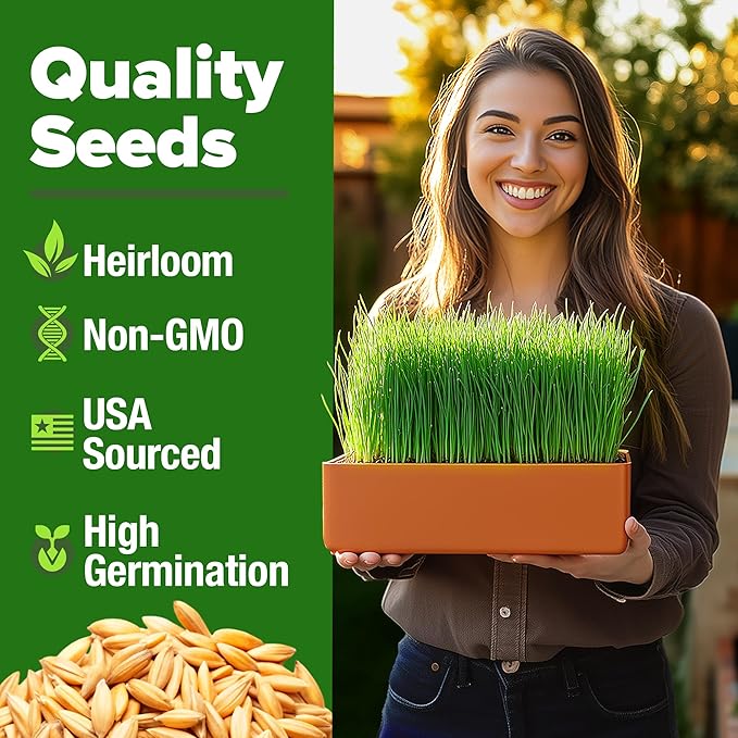 HOME GROWN Hard Red Winter Wheatgrass Seeds 12,000+ Bulk 1.5 lb Heirloom Non-GMO, Sprouting for Juicing, Healthy Smoothies, Pet Cat Grass, Microgreens, Indoor Garden (Triticum aestivum)