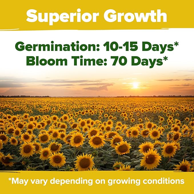 HOME GROWN Sunflower Seeds to Plant | 520+ Giant Mammoth Sunflower Seeds for Planting Bulk Packet | Heirloom, High Germination, Easy to Grow Jumbo Sun Flower for Home Garden(Helianthus annuus)