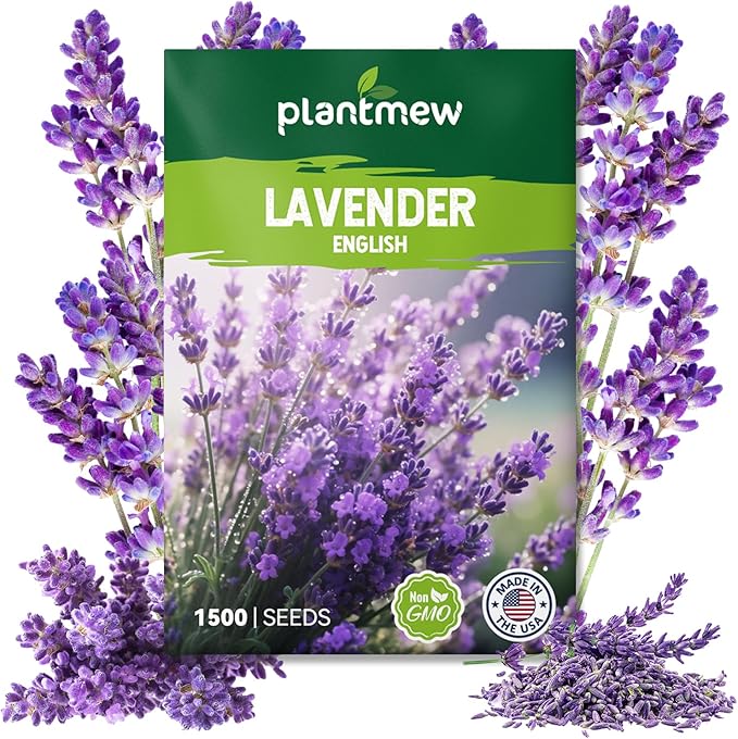 English Lavender Seeds for Planting - 1500+ Heirloom, Non-GMO Seeds - High Germination, Fragrant Purple Flowers Herb Seeds for Home Garden, Indoor/Outdoor