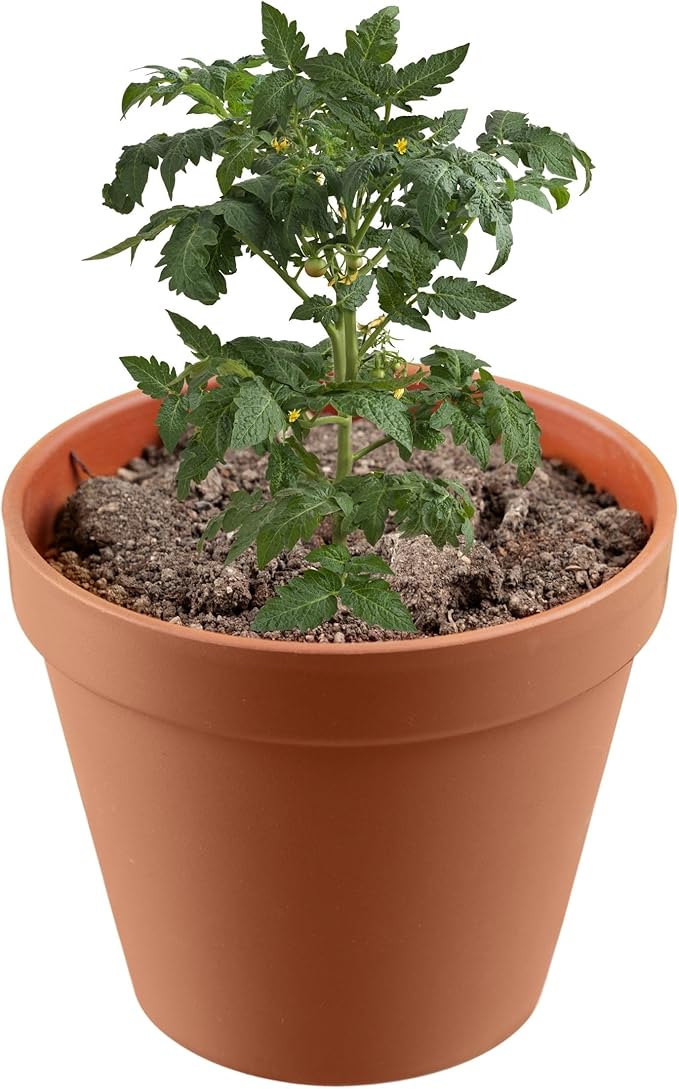 Premium Top Soil - Use This to Improve Soil Quality, Filling Holes, Top-up Potted Plants, Protect Seeds, & Make Soil Mixes, Top Soil for Lawns | Ideal Indoor Potting Soil Combo 1 Quart
