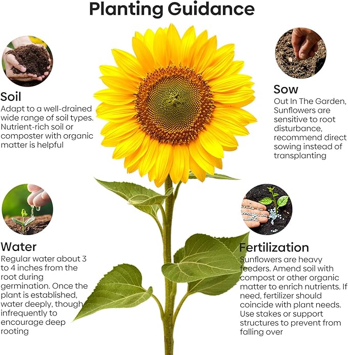 Mammoth Sunflower Seeds to Plant, 1 Ounce Packet 300+ Seeds, 6-12 FT Giant Sunflower, Non-GMO | Heirloom | High Germination, Grown in The USA