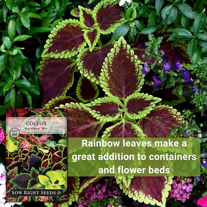 Sow Right Seeds - Coleus Rainbow Mix Seeds for Planting - Beautiful Flowers to Plant in a Home Garden - Indoors or Outdoors - Non-GMO Heirloom Seeds - Attractive & Colorful - Great Gardening Gift (1)