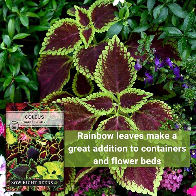 Sow Right Seeds - Coleus Rainbow Mix Seeds for Planting - Beautiful Flowers to Plant in a Home Garden - Indoors or Outdoors - Non-GMO Heirloom Seeds - Attractive & Colorful - Great Gardening Gift (2)