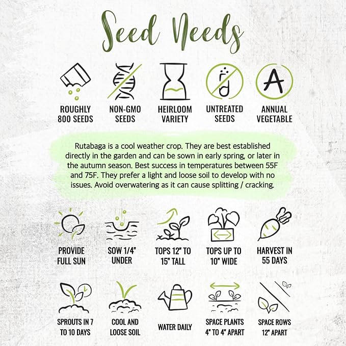 Seed Needs Turnip Seeds for Planting Purple Top White Globe Turnips - Non-GMO Heirloom & Untreated Vegetable Seed to Plant & Grow an Outdoor Home Grown Veggie Garden (1 Pack)