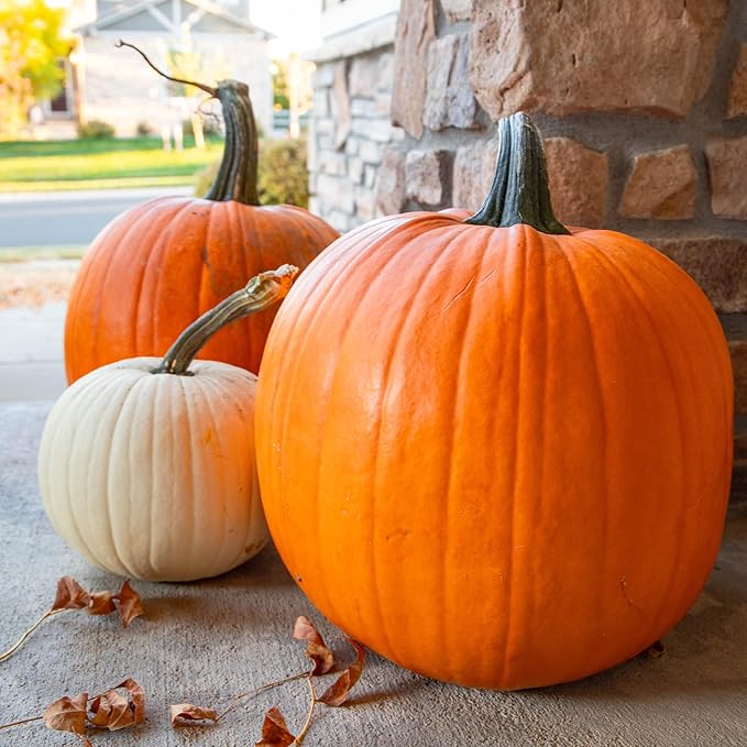 Seed Needs Pumpkin Seeds for Planting a Collection of Non-GMO Heirloom & Untreated Cucurbitas - Blue Jarrahdale, Casper White, Jack Be Little, Baby Boo, Fairytale & Jack O Lantern