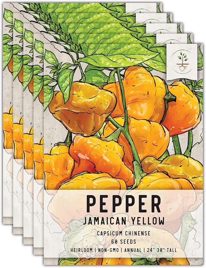 Seed Needs Hot Pepper Seeds for Planting Jamaican Yellow Chile Peppers - Non-GMO Heirloom & Untreated Vegetable Seed to Plant an Outdoor Home Grown Veggie Garden (5 Packs)