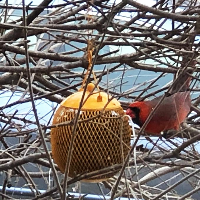Backyard Expressions - Set of 3 Squirrel Proof Bird Feeders for Outside - Bonus Ebook and Bird Attraction Audio Included - Squirrel Resistant Bird Feeders