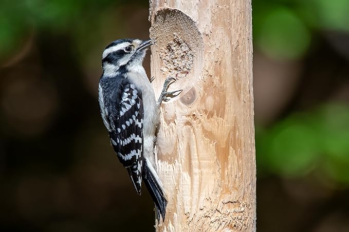 Kettle Moraine Large Cedar Suet Log Feeder for Woodpeckers and Chickadees